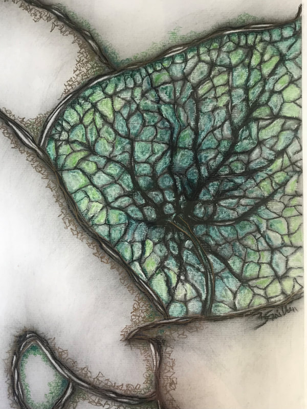 Green and gold caladium leaf in charcoal and pastel on paper.
